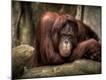 Premium Photographic Print