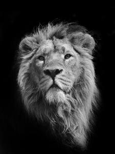 Animals Black And White Photography Art For Sale Prints