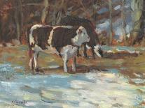 Cows Grazing, Somerset-Stephen Calcasola-Art Print