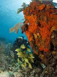 Schooling Fish Under Coral Ledge-Stephen Frink-Framed Photographic Print