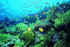 Tropical Fish Swimming over Reef-Stephen Frink-Photographic Print