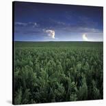 Sea Grass-Stephen Gassman-Stretched Canvas