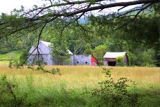 Overgrown-barn-Stephen Goodhue-Photographic Print