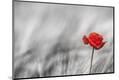 Premium Photographic Print