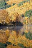 Autumn Colours Showing on the Wooded Banks of Loch Tummel-Stephen Taylor-Photographic Print