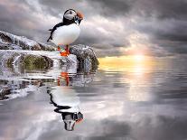 The Wonderfully Funny Puffin with a Calm Reflecting Landscape-Stephen Tucker-Photographic Print