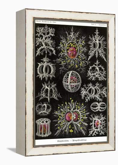 Stephoidea-Ernst Haeckel-Framed Stretched Canvas