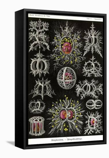 Stephoidea-Ernst Haeckel-Framed Stretched Canvas