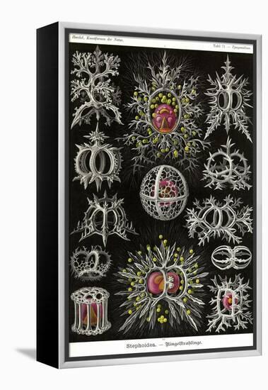 Stephoidea-Ernst Haeckel-Framed Stretched Canvas