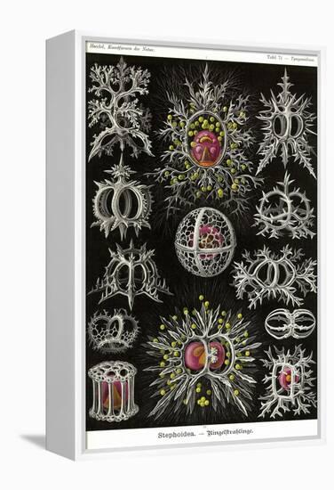 Stephoidea-Ernst Haeckel-Framed Stretched Canvas