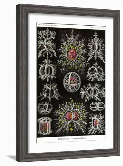 Stephoidea-Ernst Haeckel-Framed Art Print