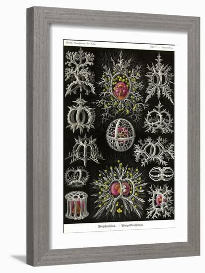 Stephoidea-Ernst Haeckel-Framed Art Print