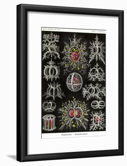 Stephoidea-Ernst Haeckel-Framed Art Print