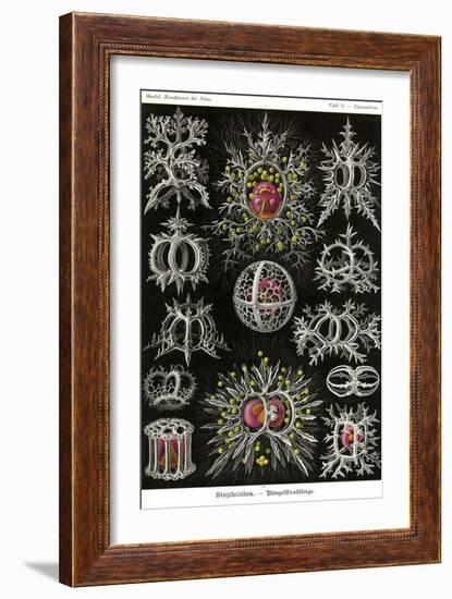 Stephoidea-Ernst Haeckel-Framed Art Print