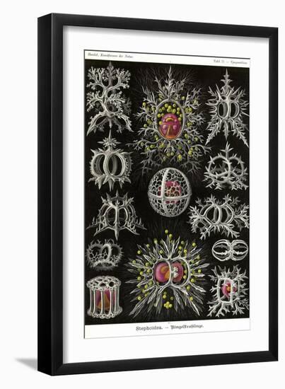 Stephoidea-Ernst Haeckel-Framed Art Print