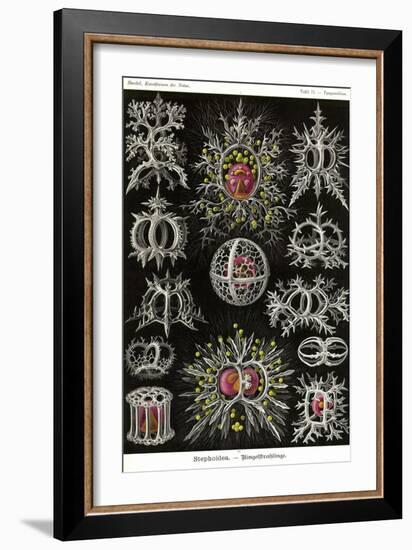 Stephoidea-Ernst Haeckel-Framed Art Print