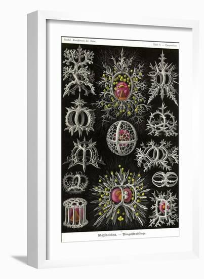 Stephoidea-Ernst Haeckel-Framed Art Print