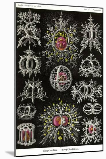 Stephoidea-Ernst Haeckel-Mounted Art Print