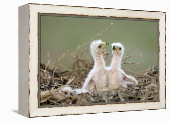 Steppe Eagle (Aquila Nipalensis) Chicks, Cherniye Zemli Nature Reserve, Kalmykia, Russia, May-Shpilenok-Framed Premier Image Canvas