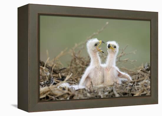 Steppe Eagle (Aquila Nipalensis) Chicks, Cherniye Zemli Nature Reserve, Kalmykia, Russia, May-Shpilenok-Framed Premier Image Canvas