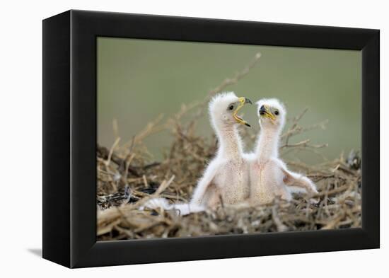 Steppe Eagle (Aquila Nipalensis) Chicks, Cherniye Zemli Nature Reserve, Kalmykia, Russia, May-Shpilenok-Framed Premier Image Canvas