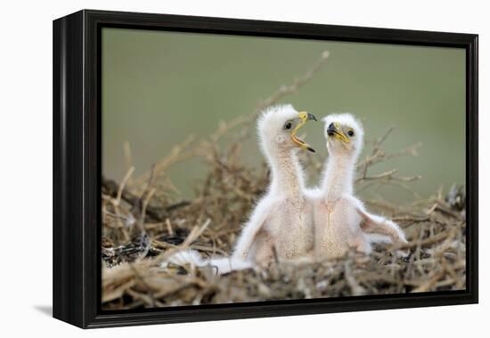 Steppe Eagle (Aquila Nipalensis) Chicks, Cherniye Zemli Nature Reserve, Kalmykia, Russia, May-Shpilenok-Framed Premier Image Canvas