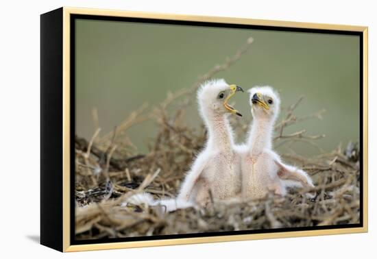 Steppe Eagle (Aquila Nipalensis) Chicks, Cherniye Zemli Nature Reserve, Kalmykia, Russia, May-Shpilenok-Framed Premier Image Canvas