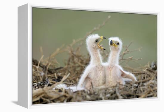Steppe Eagle (Aquila Nipalensis) Chicks, Cherniye Zemli Nature Reserve, Kalmykia, Russia, May-Shpilenok-Framed Premier Image Canvas