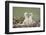 Steppe Eagle (Aquila Nipalensis) Chicks, Cherniye Zemli Nature Reserve, Kalmykia, Russia, May-Shpilenok-Framed Photographic Print