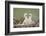 Steppe Eagle (Aquila Nipalensis) Chicks, Cherniye Zemli Nature Reserve, Kalmykia, Russia, May-Shpilenok-Framed Photographic Print