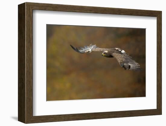 Steppe Eagle (Aquila Nipalensis) in Flight Against Autumn Colours, Czech Republic, November-Ben Hall-Framed Photographic Print