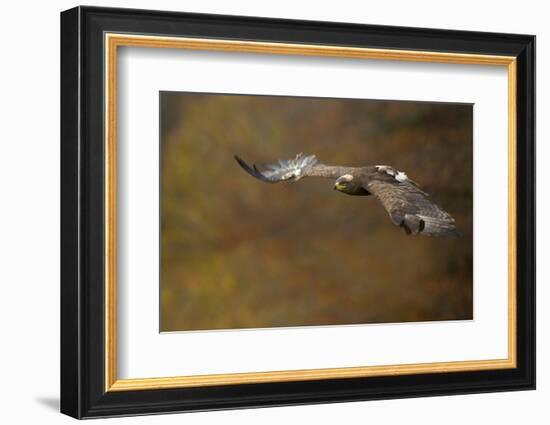 Steppe Eagle (Aquila Nipalensis) in Flight Against Autumn Colours, Czech Republic, November-Ben Hall-Framed Photographic Print
