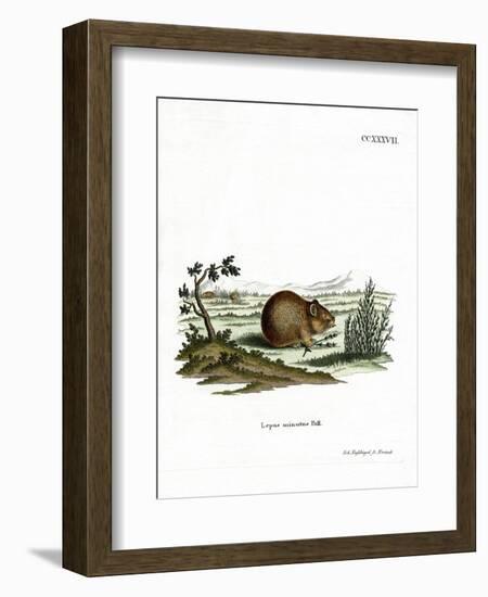 Steppe Pika-null-Framed Giclee Print