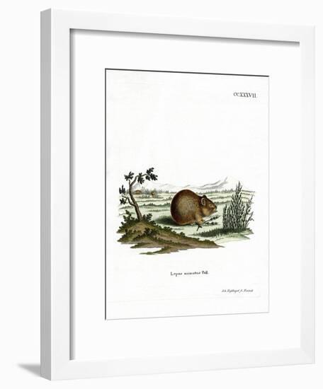 Steppe Pika-null-Framed Giclee Print