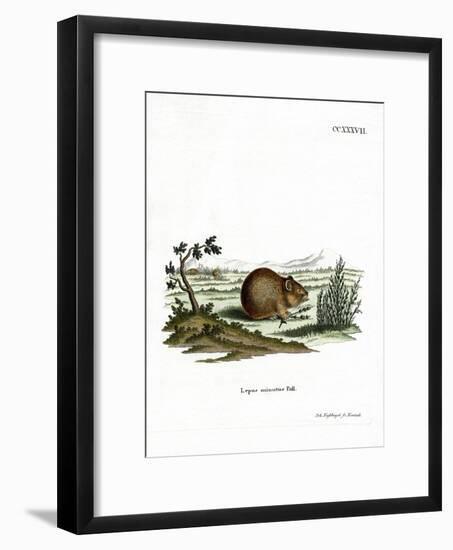 Steppe Pika-null-Framed Giclee Print