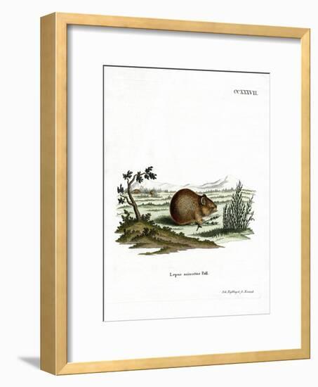 Steppe Pika-null-Framed Giclee Print