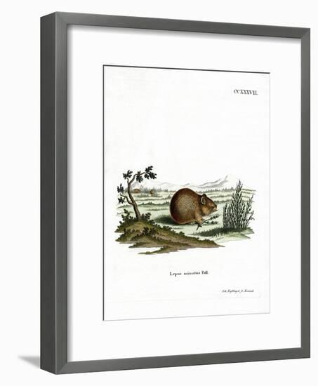 Steppe Pika-null-Framed Giclee Print