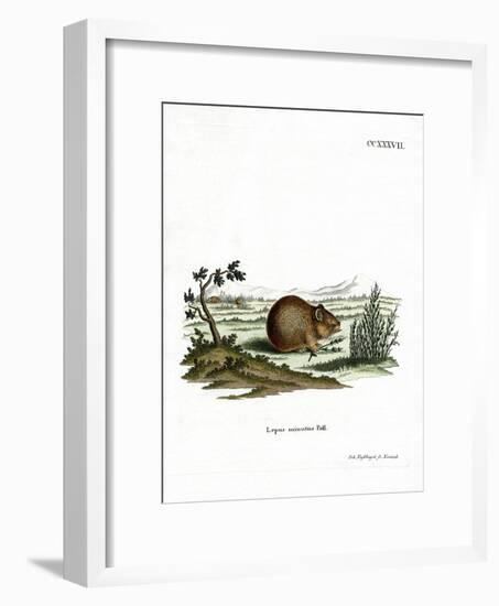 Steppe Pika-null-Framed Giclee Print