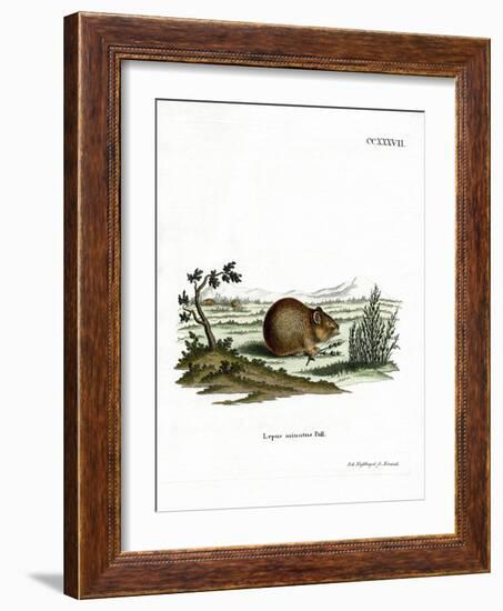 Steppe Pika-null-Framed Giclee Print