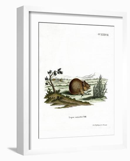 Steppe Pika-null-Framed Giclee Print