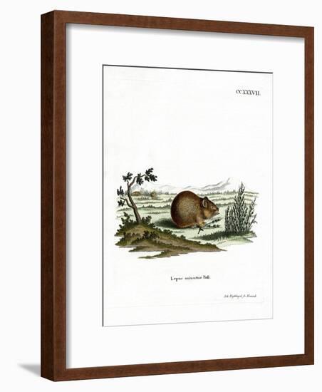 Steppe Pika-null-Framed Giclee Print