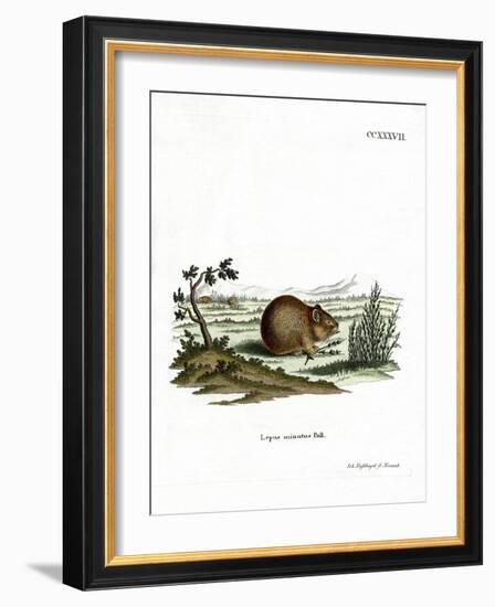 Steppe Pika-null-Framed Giclee Print