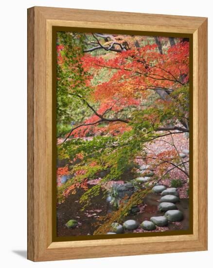 Steppingstones beneath Japanese maple-null-Framed Premier Image Canvas