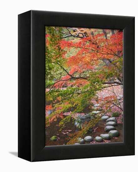 Steppingstones beneath Japanese maple-null-Framed Premier Image Canvas