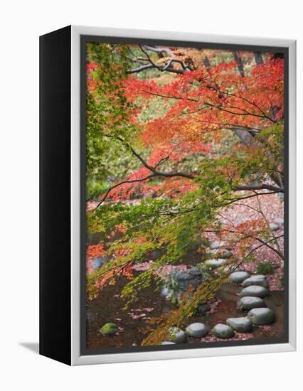 Steppingstones beneath Japanese maple-null-Framed Premier Image Canvas