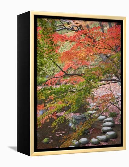 Steppingstones beneath Japanese maple-null-Framed Premier Image Canvas