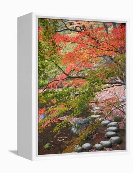 Steppingstones beneath Japanese maple-null-Framed Premier Image Canvas
