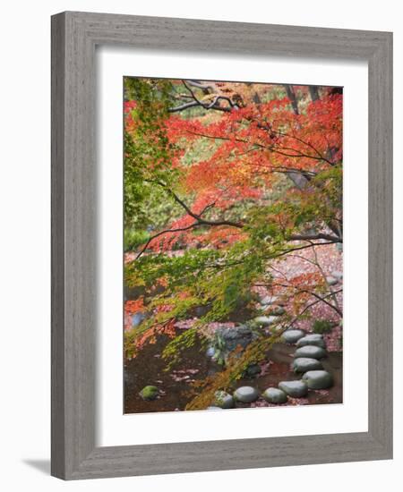 Steppingstones beneath Japanese maple-null-Framed Photographic Print