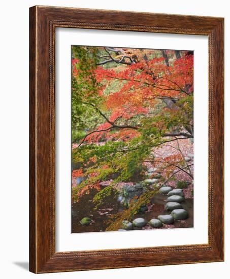 Steppingstones beneath Japanese maple-null-Framed Photographic Print