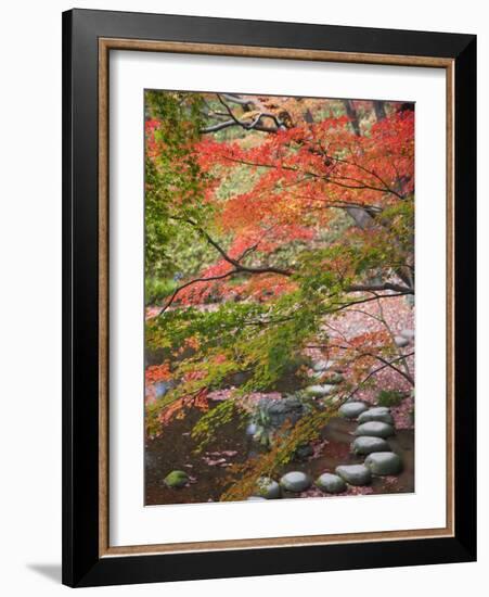 Steppingstones beneath Japanese maple-null-Framed Photographic Print